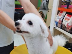 -瑞鹏宠物医院·微创内窥镜·骨外科·牙科(翠竹分院)