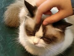-喵喵咪呀布偶猫咖(春熙路店)