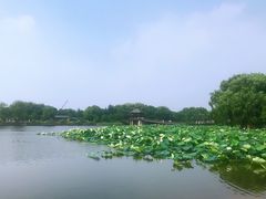 -荷塘月色湿地公园·向阳花洲