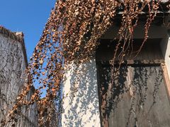-青果巷历史文化街区