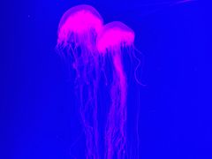 -沈阳海洋探索中心