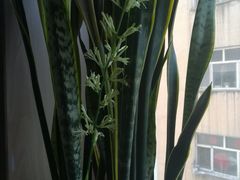 -老油饼酸菜汤(高铁和平店)