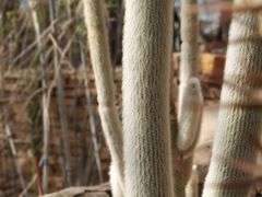 -北京植物园-展览温室