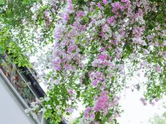 -深圳国际园林花卉博览园