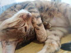 -Heymao猫咖.咖啡厅(东门店)