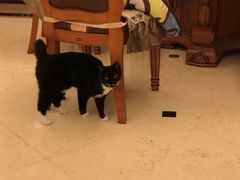 -宠爱国际动物医院· 猫科· 外科·中兽医(长白店)