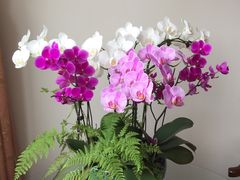 -双季花艺园艺市场(浦东店)