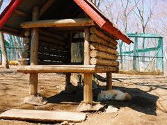 -宫城藏王狐狸村