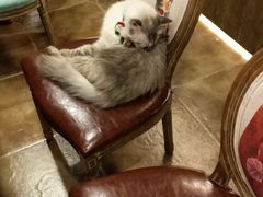 -共舞时光猫咖·狗咖(新街口店)