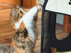 -momokira米努特·德文卷毛猫·棉花面纱犬