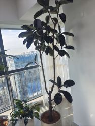 -HEYAN荷妍专业脱毛连锁机构