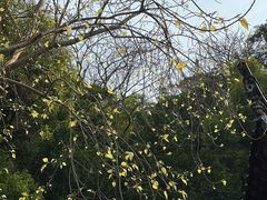 -深圳国际园林花卉博览园