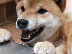-是阿柴呀！柴犬咖啡·爱喵喵猫咖
