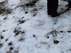 -武陵山森林公园