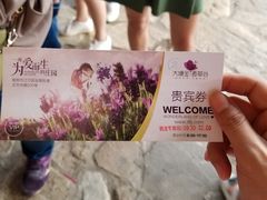 -大塘金香草谷