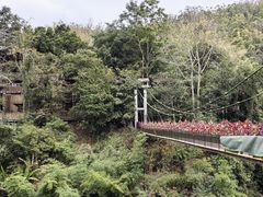 -西双版纳原始森林公园