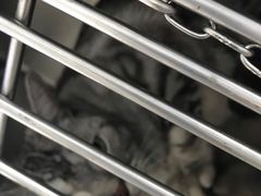 -宠福鑫康馨动物医院·骨科·眼科