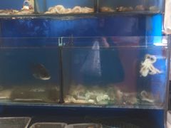 -大城·烧烤海鲜大排档(台东店)