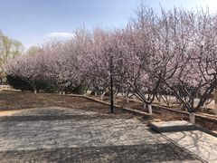 -永定河休闲森林公园