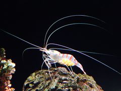 -暹罗海洋世界
