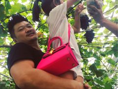 -马陆小张葡萄园农家乐