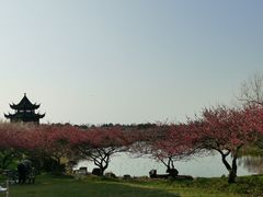 -上海海湾国家森林公园