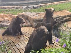 -海南热带野生动植物园
