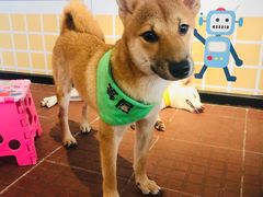 -柴犬高等学院·狗咖·柴犬售卖·宠物训练