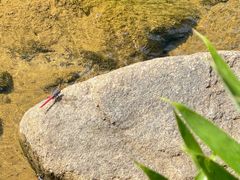 -广州白江湖森林公园