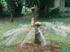 -中国科学院西双版纳热带植物园