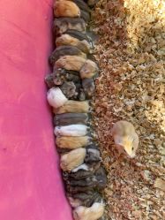 -萌宠亲子动物乐园(槐房万达店)