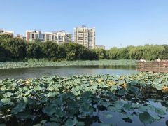 -新江湾城公园
