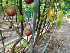 -武汉世外桃源农庄