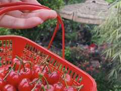 恩桃-青城甲(青城山店)