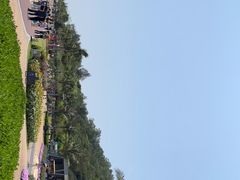 -野狸岛