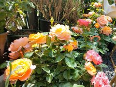 -泰澜得泰国菜(大学城店)