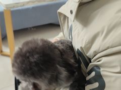 -翊宠yipet猫狗购宠庄园犬舍•猫舍