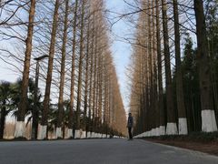 -黄海国家森林公园