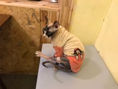 -猫色咖啡·猫咖