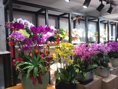 -溪岸路花鸟市场