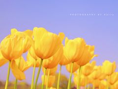 -花开海上生态园
