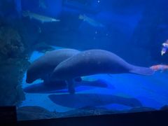 -烟台海昌鲸鲨海洋公园