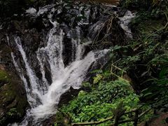 -莫里热带雨林景区