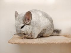 -龙猫仔乐园(惠福东路店)