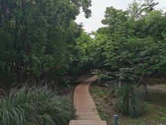 -九科绿洲