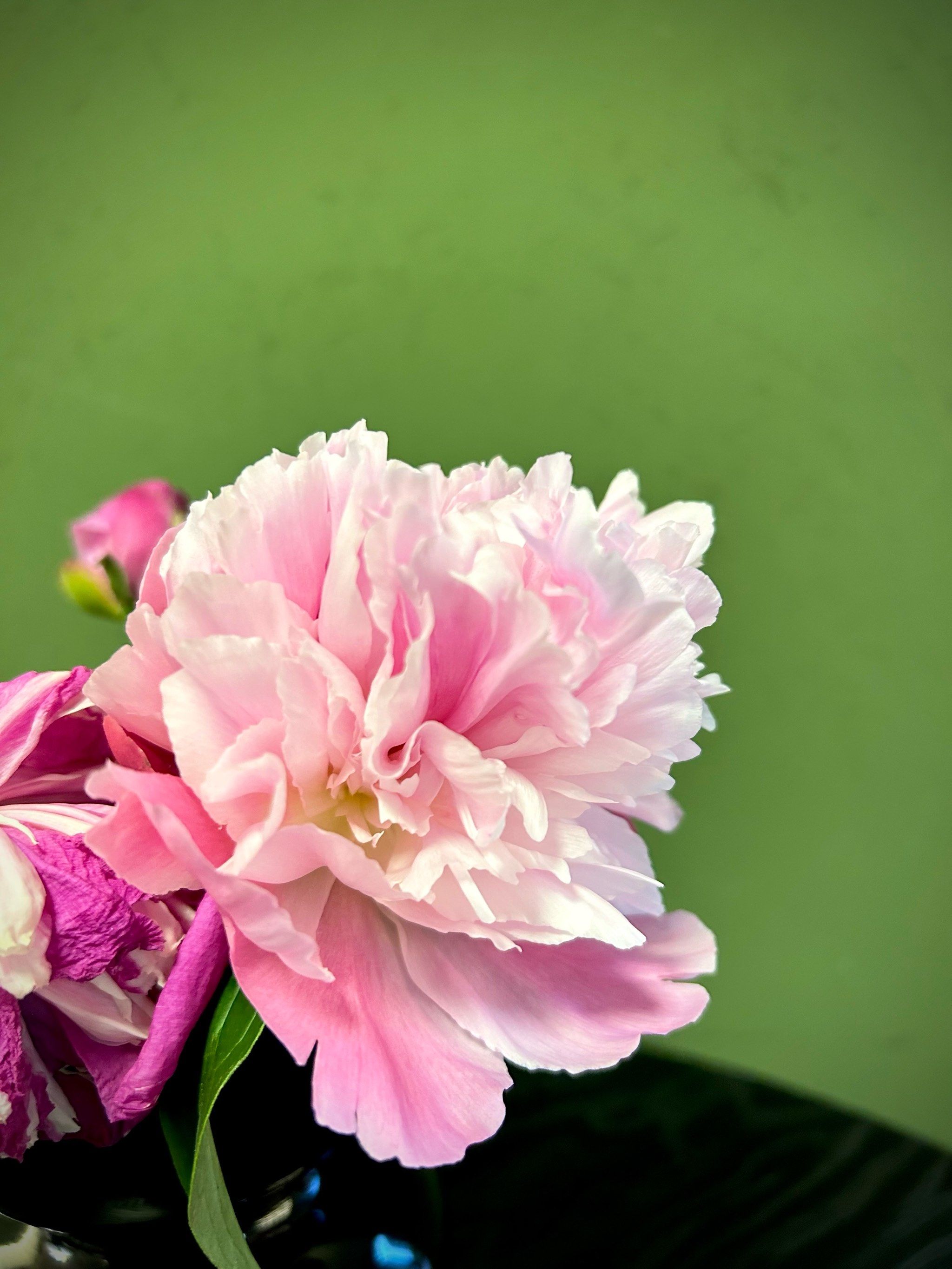 人间四月,花开荼靡