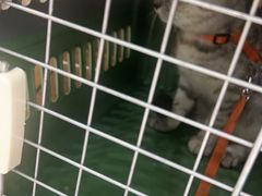 -瑞鹏宠物医院·夜间急症·心超·猫科(祖庙分店)