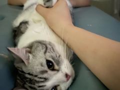 -谐和益家动物医院·免疫绝育·血液透析·宠保定点医院(高新伊藤分院)
