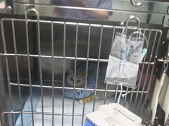 -半岛宠物医院24小时(科华中路店)