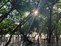 -宝安西湾红树林湿地公园